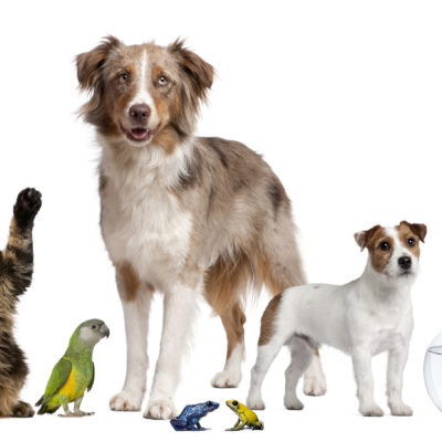 Is Your Pet Ruining Your Credit Score?
